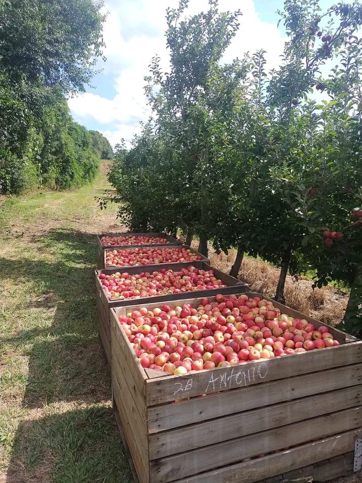 Pomar de manzanas en la Serra Catarinense - Origen Maluan